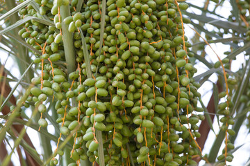 a bunch of green dates on a palm tree