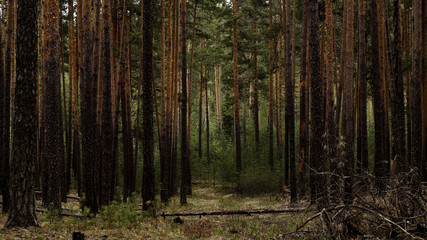 сосновый лес