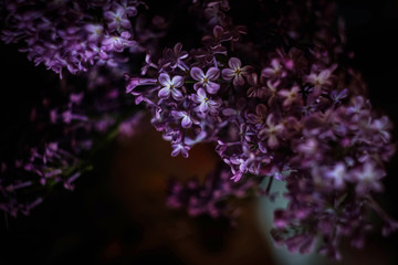 Fototapeta na wymiar a branch of lilac in a vase close-up