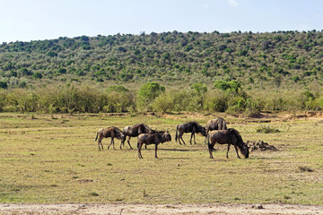 Naklejka na ściany i meble Wildebeest Africa