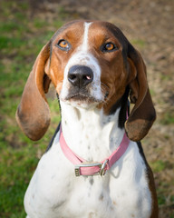 Adorable Hound Dog Portrait