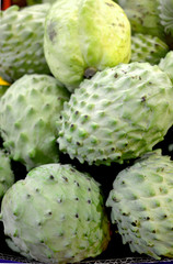 Green durian in the Tropics 