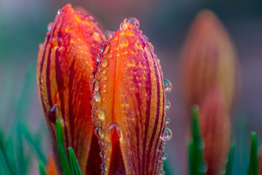crokus spring