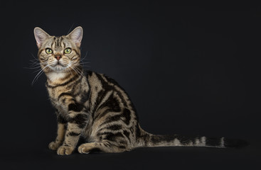 Fototapeta na wymiar Brown and black tabby American Shorthair cat kitten lsitting side ways with straight long tail behind it on black background looking at camera