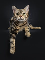 Brown and black tabby American Shorthair cat kitten laying down with paws hanging over edge isolated on black background looking at camera