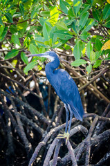 Beautiful blue black heron perching on mangrove tree in Sine Saloum Delta wildlife area, Senegal, Africa