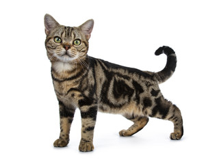 Brown and black tabby American Shorthair cat kitten standing side ways isolated on white background looking at camera