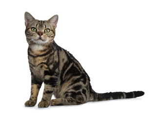 Brown and black tabby American Shorthair cat kitten sitting side ways with straight long tail behind it on white background looking at camera
