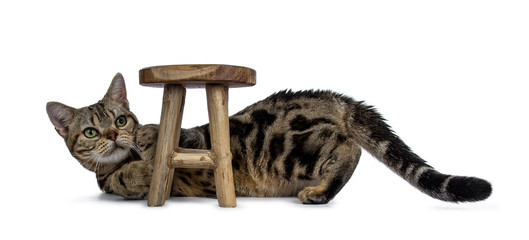 Brown And Black Tabby American Shorthair Cat Kitten Laying Down