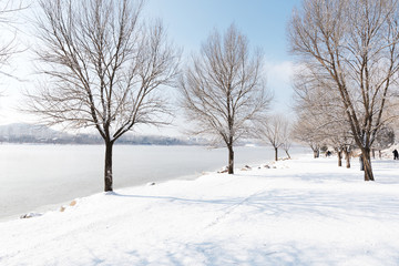 a scenic cold winter landscape with snow and trees