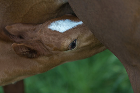 s&auml;ugendes Fohlen mit Blesse