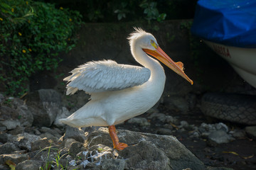Pelican sitting on a rock on the iseletas in Granada, Nicaragua.
