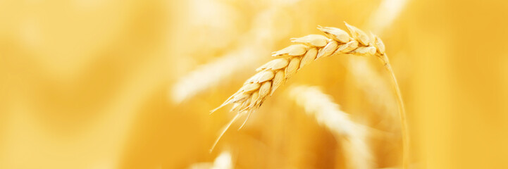 Ripe ears of wheat in field during harvest close up. Agriculture summer landscape. Rural scene....