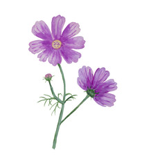 Watercolor cosmos flower with bud.