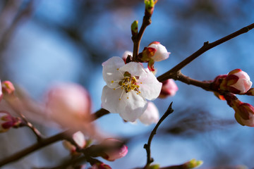 beautiful flowering fruit tree