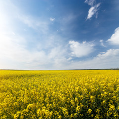 Fototapeta premium photo canola field / bright hot summer day landscape in nature