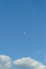 Moon during the day, blue sky with clouds and birds fly
