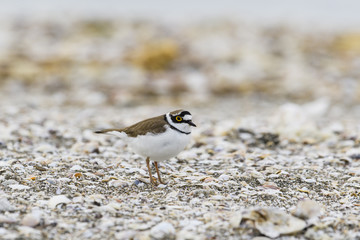 コチドリ(Little ringed plover)