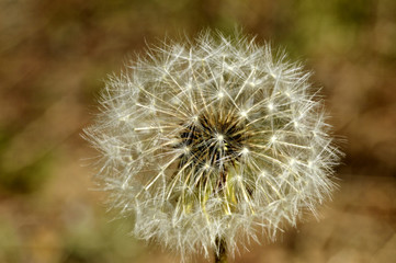 Obraz premium семена одуванчика