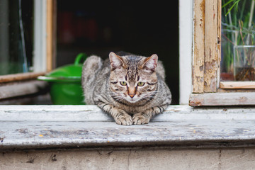 Grey tabby cat is sitting on window sill. Old village house with vintage interior and wooden window frame.