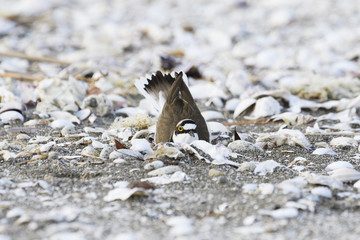 巣作りするコチドリ(Little ringed plover)