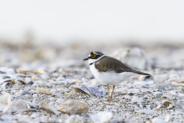コチドリ(Little ringed plover)