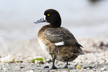 スズガモ雌(Greater Scaup)