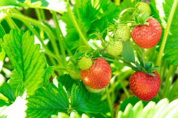 Strawberry plant. Wild stawberry bushes. Strawberries in growth at garden. Ripe berries and foliage strawberry