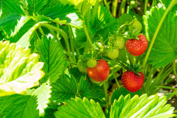 Strawberry plant. Wild stawberry bushes. Strawberries in growth at garden. Ripe berries and foliage strawberry