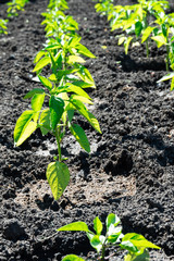 Seedlings of pepper young in the garden in the garden after watering