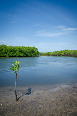 Young mangrove tree growing on muddy shore of mangrove forest of Sine Saloum Delta, Senegal, Africa