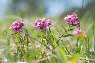 Geschützte Alpenblume Steinröschen, Daphne striata
