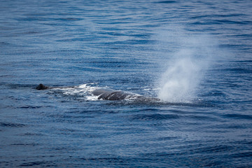 Whale watching