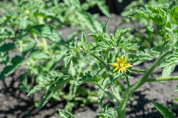 In the greenhouse bloom plant tomatoes with lots of yellow flowers.