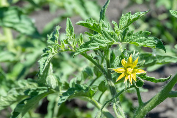 In the greenhouse bloom plant tomatoes with lots of yellow flowers.