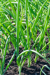 Green onions in the garden young in the garden in a row in the spring of may