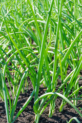 Green onions in the garden young in the garden in a row in the spring of may