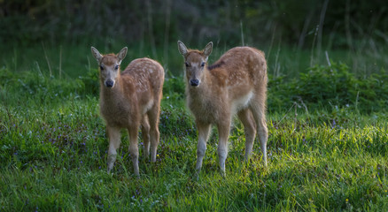 Milu Deer - Pere Davids Deer