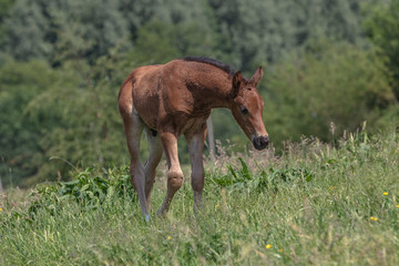 braunes Fohlen auf der Wiese