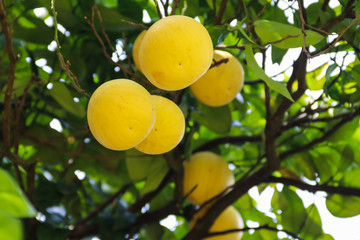 Beautiful citrus tree with ripe fruits close-up