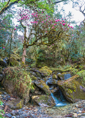 Flowering rhododendron tree at the Creek.