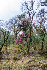 The scenery of rhododendron forest, Nepal.