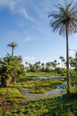 Obraz premium Beautiful tropical wetlands with palm trees and soft light against blue sky, Kafountine, Casamance, Sengal, Africa