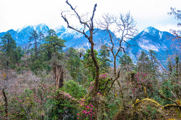 The scenery of rhododendron forest, Nepal.