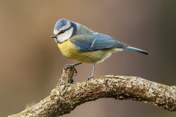 Eurasian Blue Tit (Cyanistes caeruleus), perched on a branch, Castile and Leon, Spain.