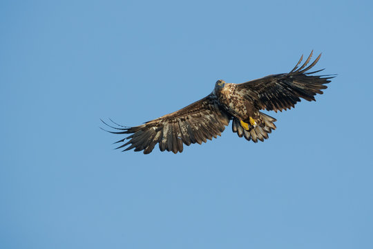 Juvenile Eagle in Flight