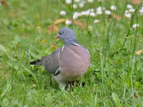 Un pigeon ramier en gros plan dans un jardin