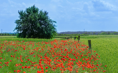 Wonderful poppy field