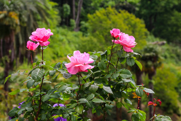 Pink roses on a bush in garden