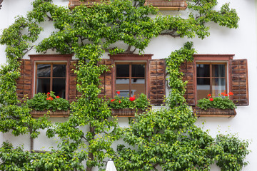 old facade with three wooden windows and green tree, Hallstatt square, Austria